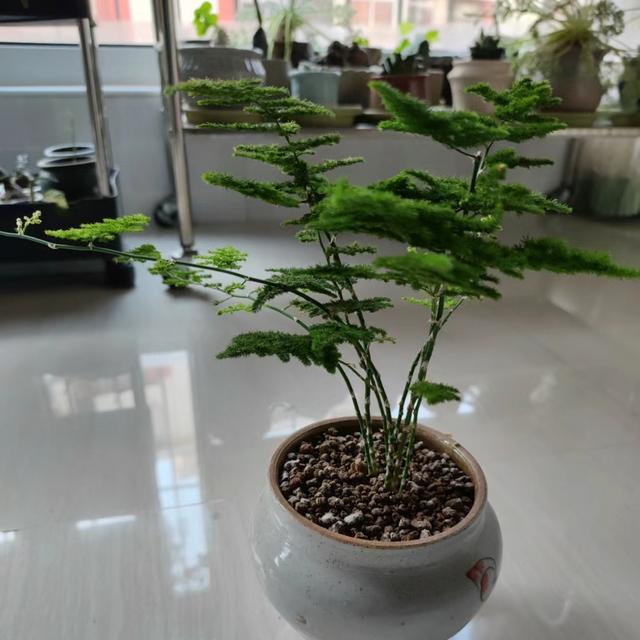 男子调侃自家养的花高端被网友吐槽 文竹之死，别样韵味引赞叹