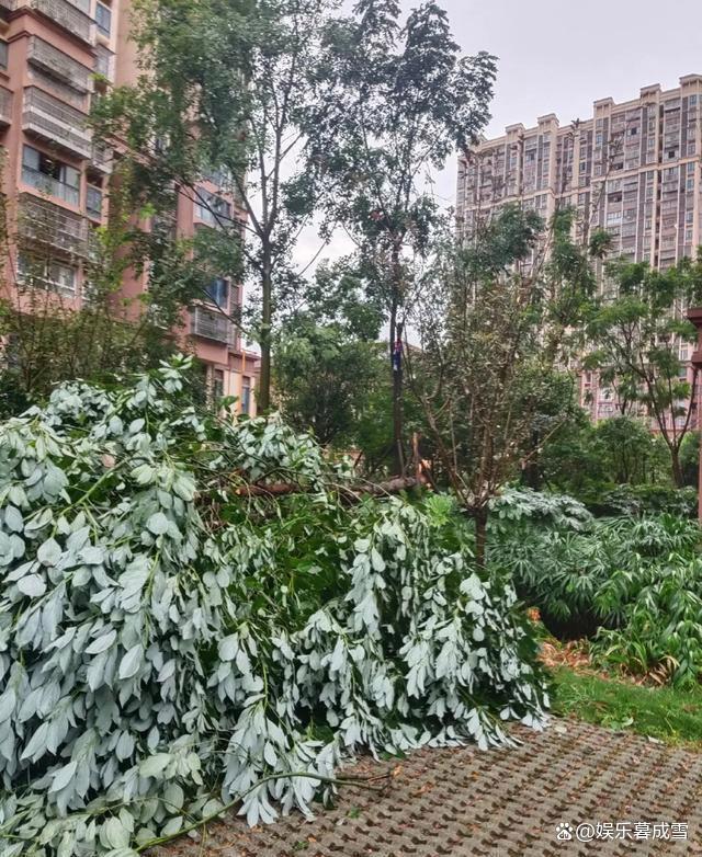 成都人被雷声惊醒了 暴雨夜的“摇裤危机”