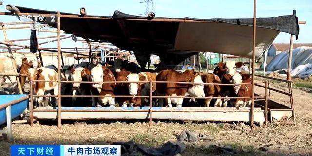 牛肉价格怎么不牛了 进口牛肉降价 国内供应量加大