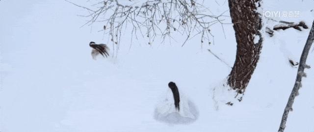 七夜雪开播 李沁曾舜晞共赴至美江湖绝恋