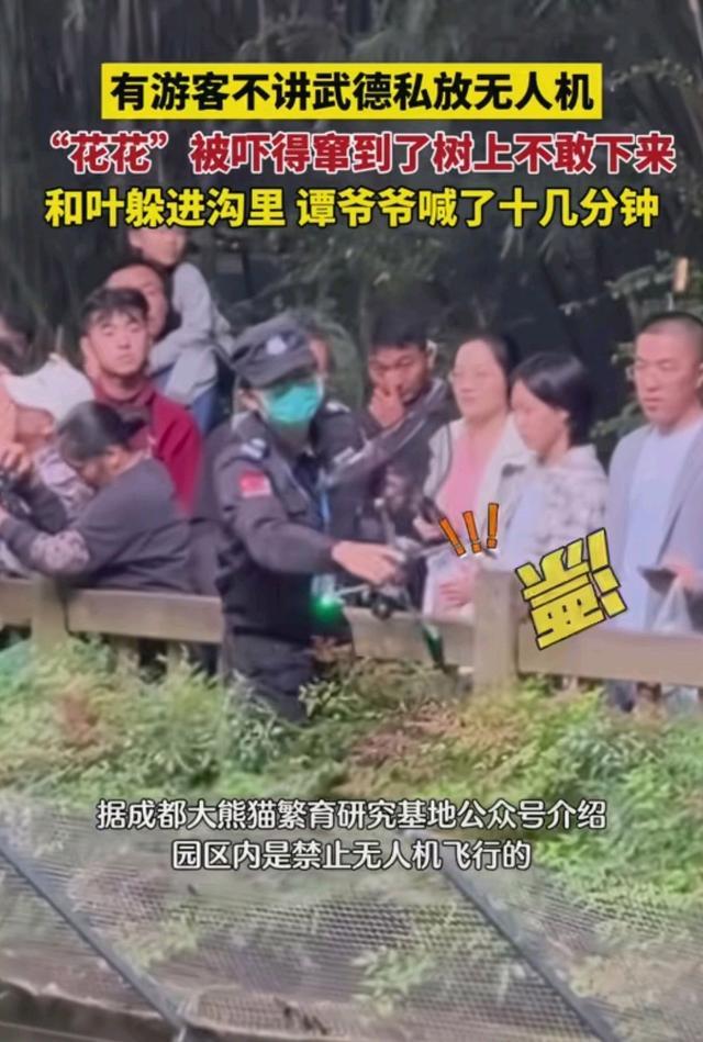 游客私放无人机吓到大熊猫花花