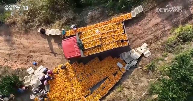 金秋时节果实累累映红农民笑貌 多地丰充“致富曲”唱响