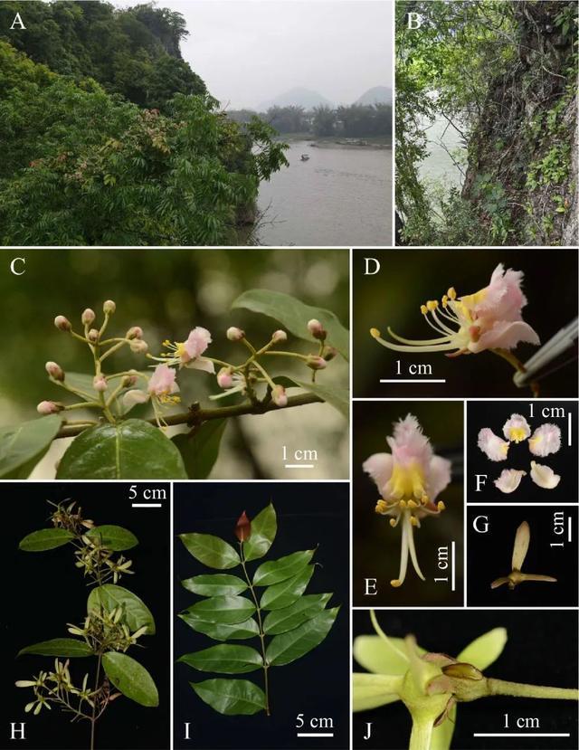 广西发现新物种阳朔风筝果