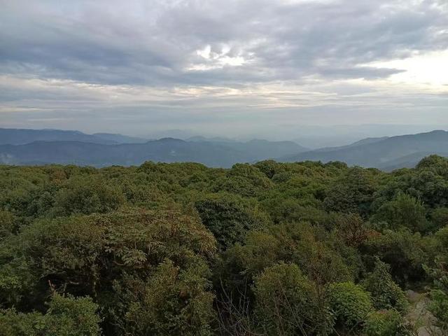 哀牢山里发现世界上最神秘的鸟 连续4年现身引发热议