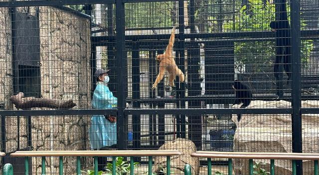 香港动植物公园一周内10只猴子死亡