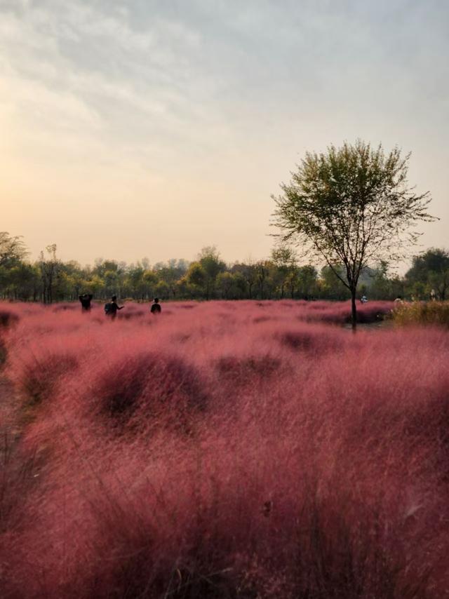 到北京东郊湿地公园邂逅粉色的秋天 梦幻美景等你来赏