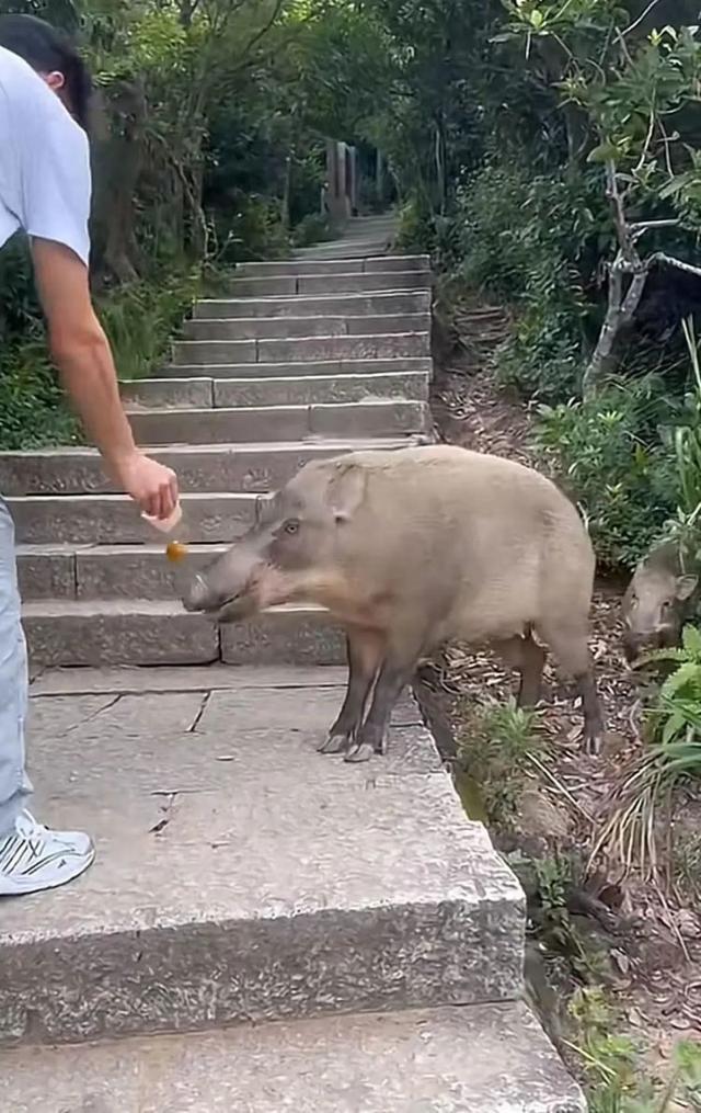 景区回应有野猪向游客讨食 加强管理保安全