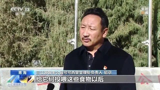 可可西里讨食的野狼越来越多 投喂行为引生态担忧