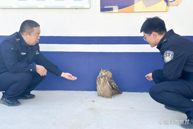 猫头鹰落难拦警车求救 受伤获民警救助