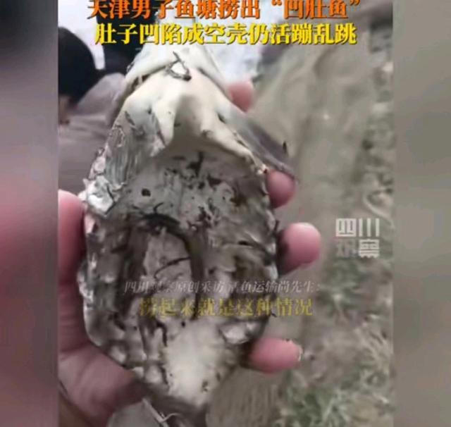 男子鱼塘捞出“奇葩鲤鱼”，肚子像碗状，凹陷成空壳仍然活蹦乱跳，当事人：放生了