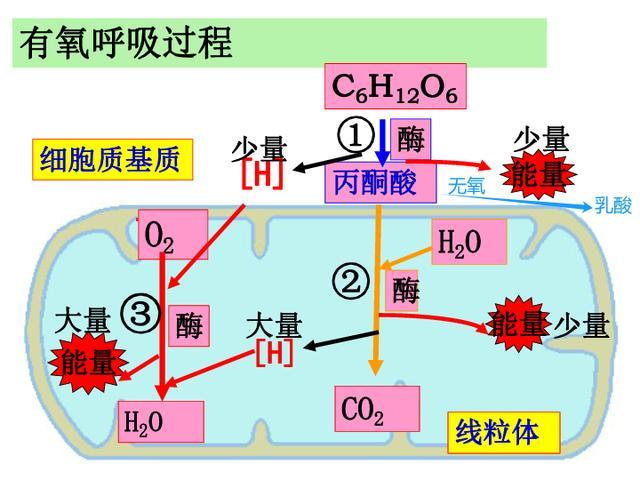 发烧为什么会浑身酸痛？它其实是保护即将升级的信号 免疫系统的战时动员