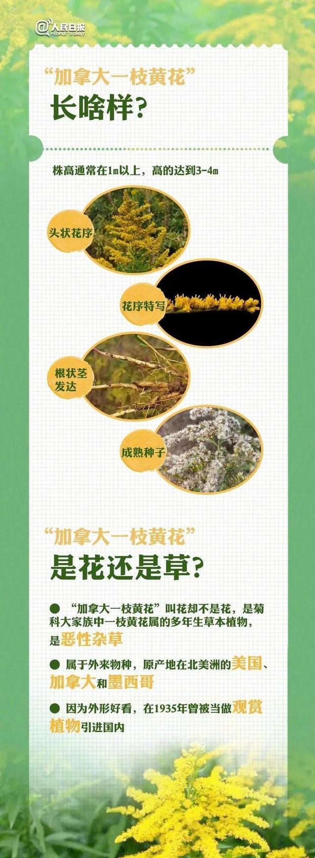 又见“加拿大一枝黄花”，看到千万别碰！这种小黄花可能是入侵生物，多地已出现