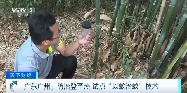 广州试点“以蚊治蚊”防控登革热 投放“绝育雄蚊”