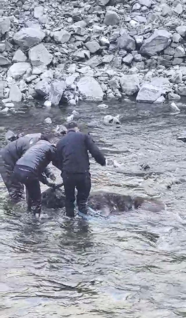 水鹿被困冰河警民踩着刺骨河水营救 4小时生死救援