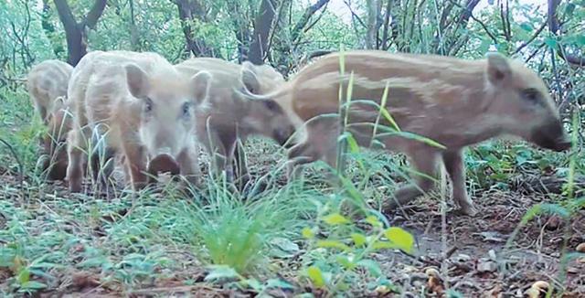 野猪在北京郊区频频撒野