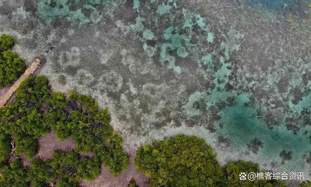 太空可见：500年海底巨人濒临崩塌，全球最大珊瑚奇迹还能守住未来吗