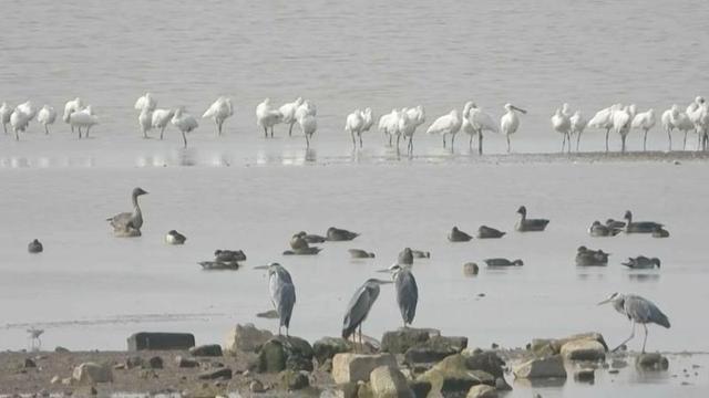 鄱阳湖候鸟已超15万只