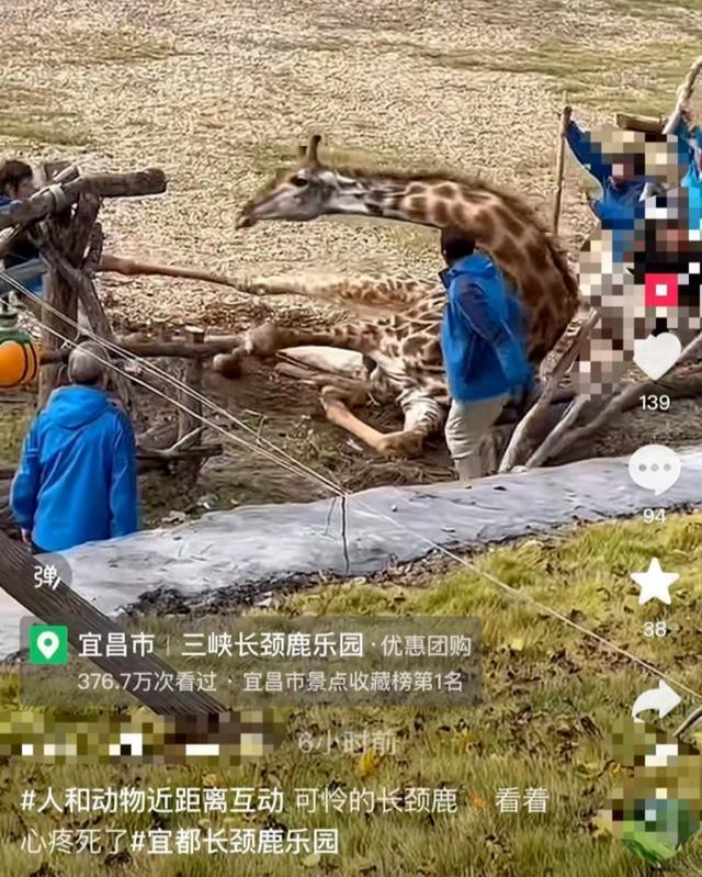 长颈鹿摔倒众人合力托住脖子救援 乐园回应称正在治疗中