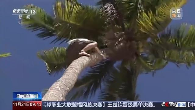 运动员6秒多爬上一棵椰子树 攀椰竞速引关注