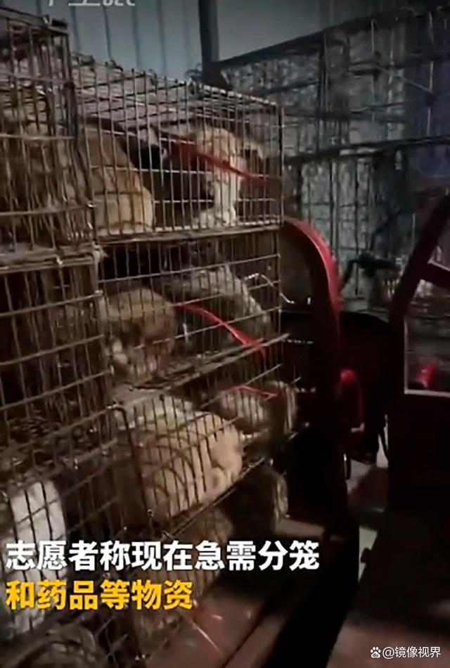 志愿者发现冰柜装满被剥皮的猫狗尸体 救援行动急需物资支持