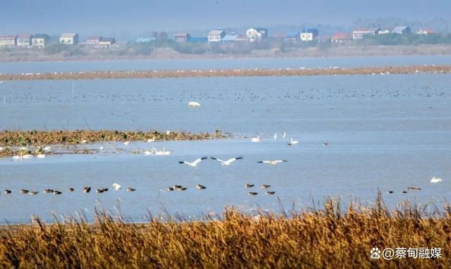 7万余只冬候鸟飞抵武汉 沉湖湿地迎来最美观鸟季