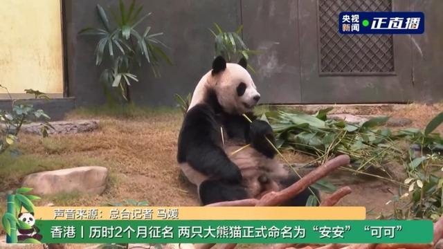 中央赠港的两只大熊猫正式与公众见面 新名字揭晓