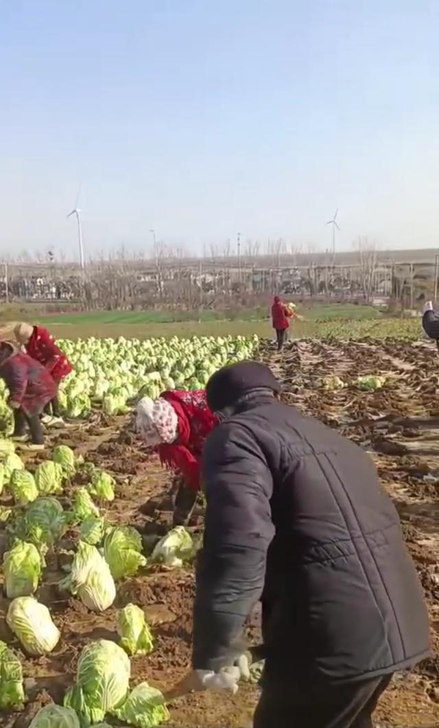 网传江苏一村在地里种成熟大白菜 疑骗取补助款引发关注