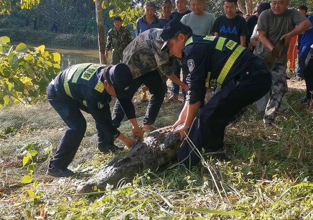 310斤鳄鱼破笼脱逃 特警开枪击毙