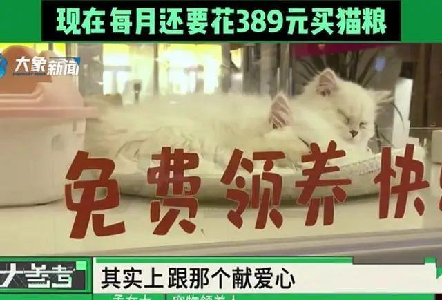 女子领养猫咪到家后病死背负猫贷