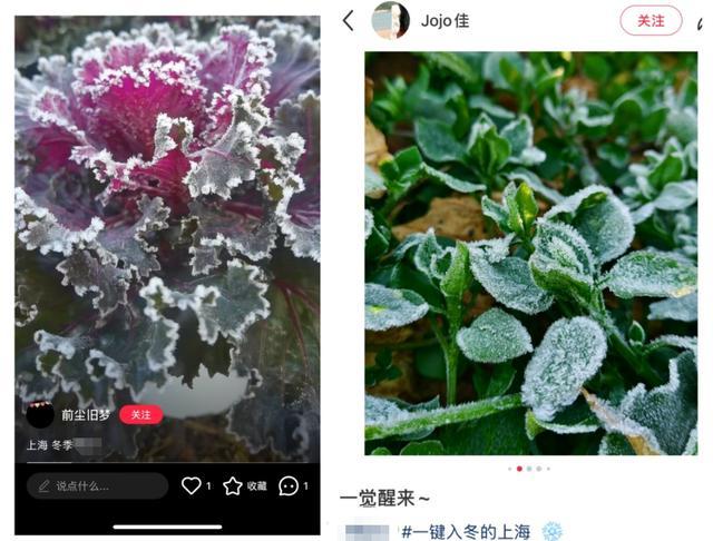 上海下雪 白茫茫一片疑为霜冻