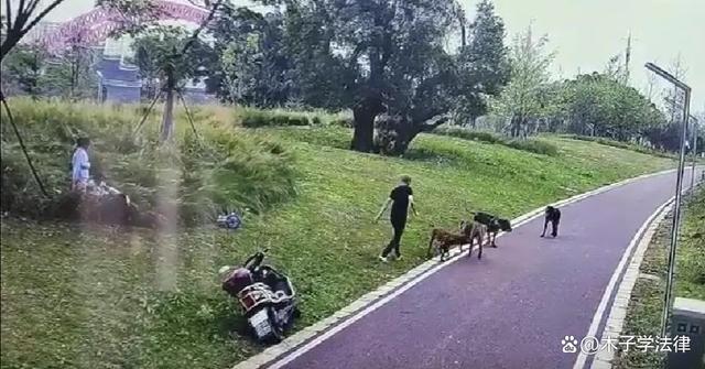 律师解读恶犬咬人遛狗者非主人如何担责 悲剧引发法律责任探讨