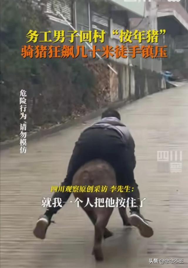 男子骑猪狂飙几十米 按年猪意外走红