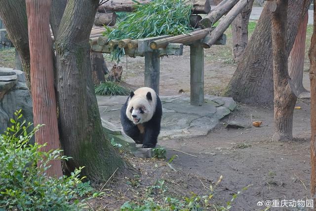 重庆动物园分圈饲养渝可渝爱 关注大熊猫健康成长