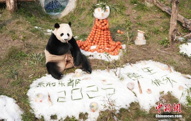 重庆为熊猫造冰雪世界迎新年 享受冰雪与美食的乐趣