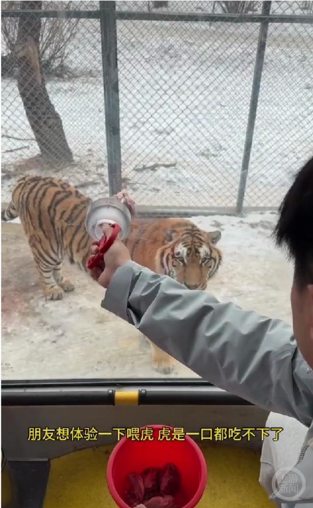 南方小土豆给东北虎喂得走不动道了