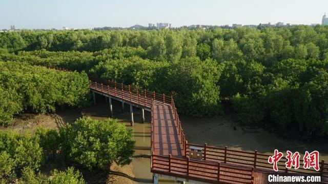 广东新增16处省级重要湿地 红树林保护再添力