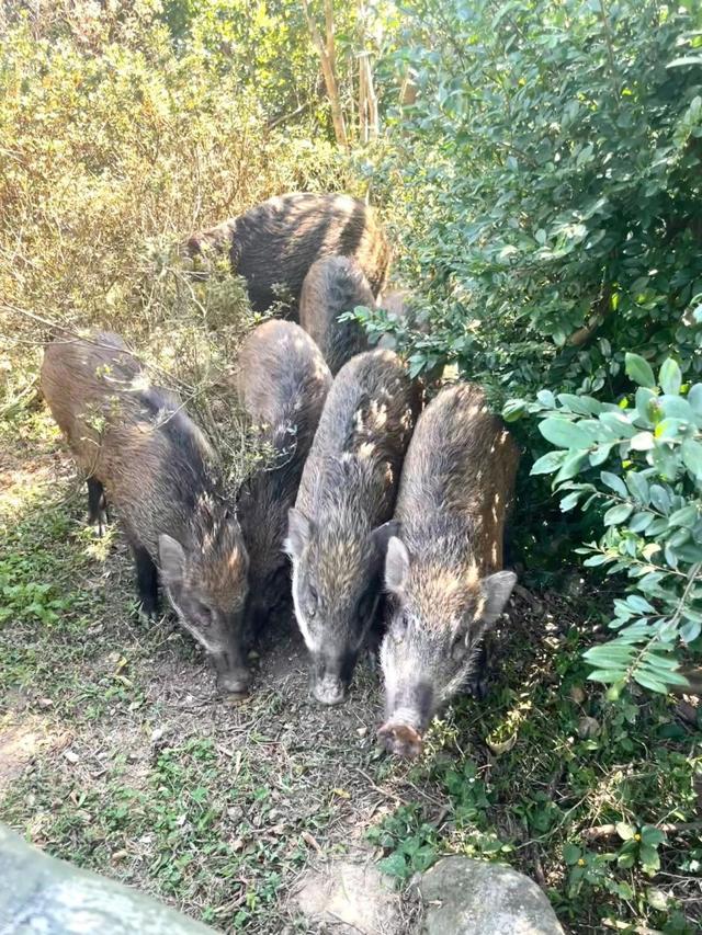 网红野猪带猪崽乞讨