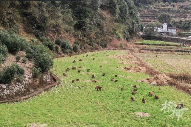 浙江一地50多只野猴下山偷菜 人猴和谐共处