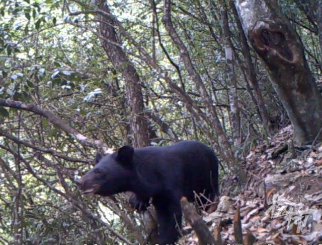 连续20年被猴偷菜当地为村民买猴险 人猴和谐共处