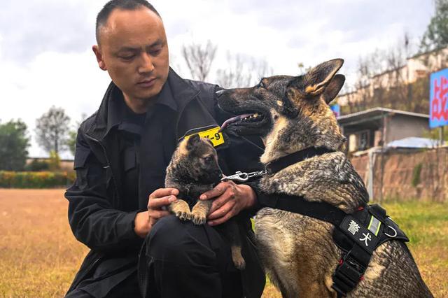 警犬被通报：上班死气沉沉到处尿尿 网友调侃“小狗狗不喜欢上班”