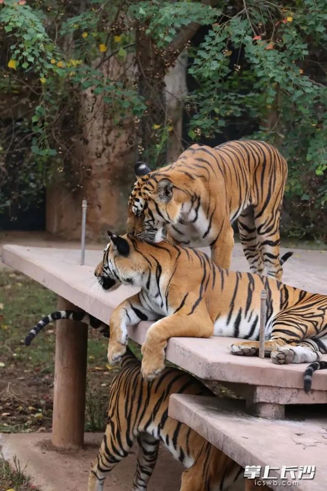 長沙生態(tài)動(dòng)物園回復(fù)老虎餓成皮包骨 近親繁殖導(dǎo)致體型偏瘦