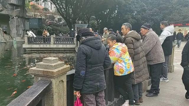 公園回應(yīng)錦鯉遭投毒死亡后續(xù) 新錦鯉投放池中恢復(fù)生機