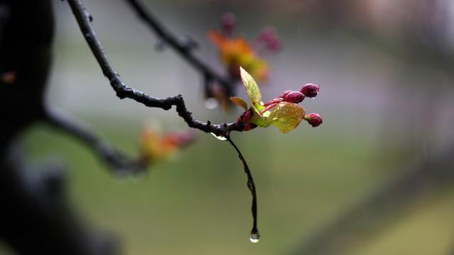 “正月初九陰，寡婦也發(fā)愁”陰雨天啥說法,？