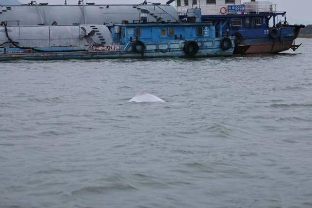 北江再现“海上大熊猫” 珍稀访客引关注