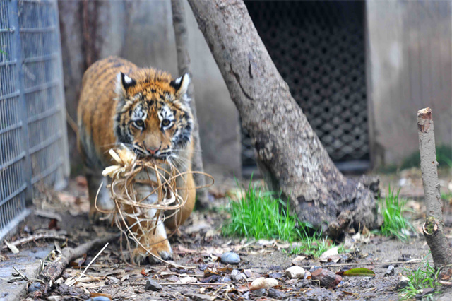 上海動物園小虎紅糖走紅 泥巴藝術(shù)天賦引發(fā)關(guān)注