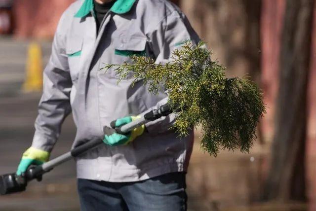 如何防護圓柏花粉 春季過敏星人必備指南