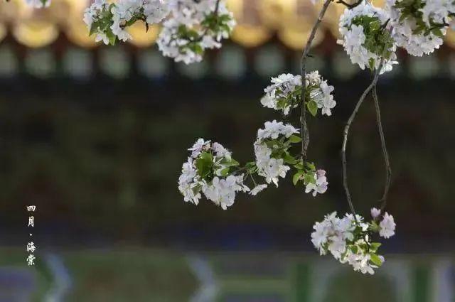 长城脚下桃花海错过等一年 赏春花品文化