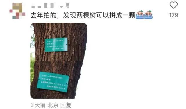 余華回應(yīng)國(guó)槐樹(shù)事件 文學(xué)友誼引發(fā)熱議