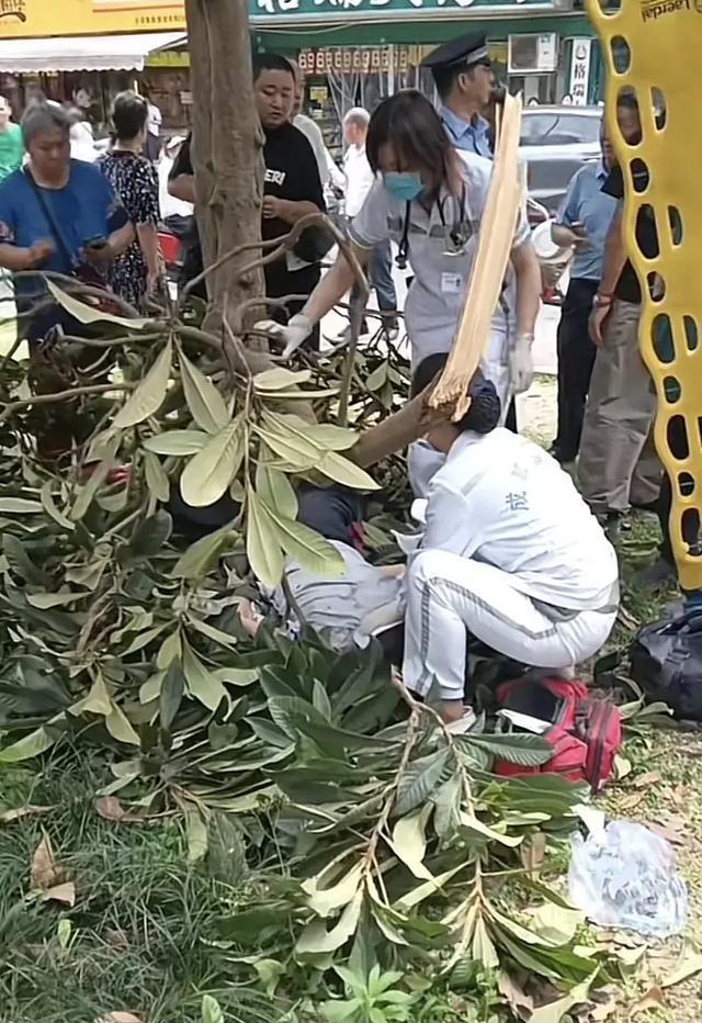 男子爬樹摘枇杷不慎摔下 偷雞不成蝕把米