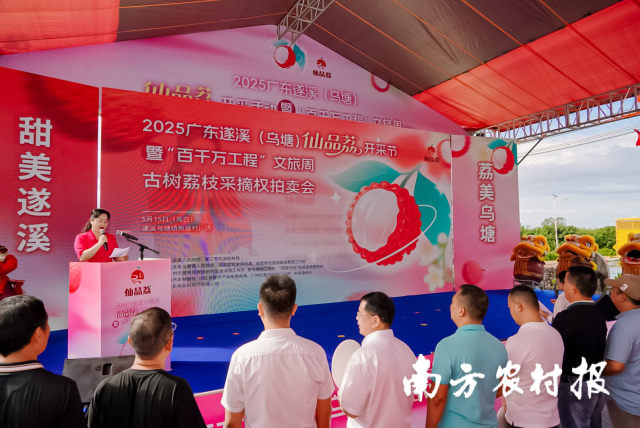 千年荔枝樹采摘權(quán)拍出170萬